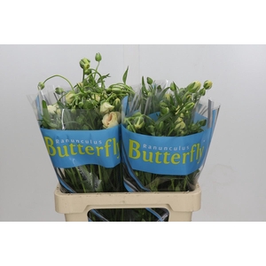 Ranunculus Butterfly Keramos