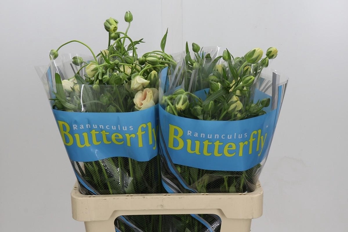 <h4>Ranunculus Butterfly Keramos</h4>