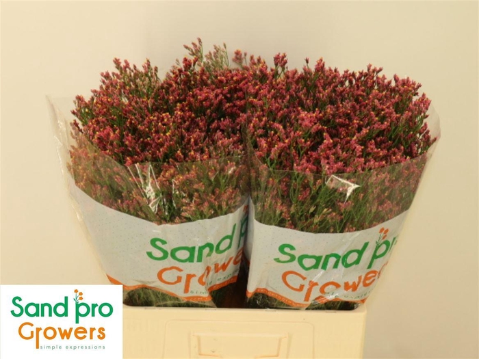 <h4>Lim Sin Max Diamond</h4>