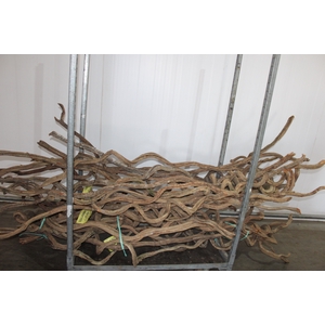 CIPO ORNAMENTAL GRANDE