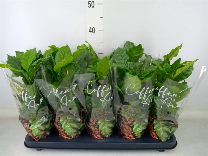 <h4>Coffea arabica</h4>