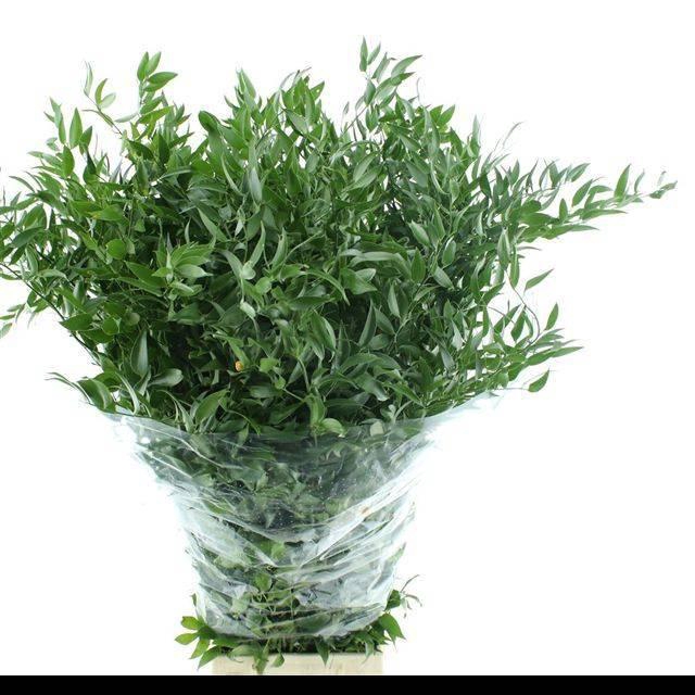 <h4>DANAE RACEMOSA PB</h4>