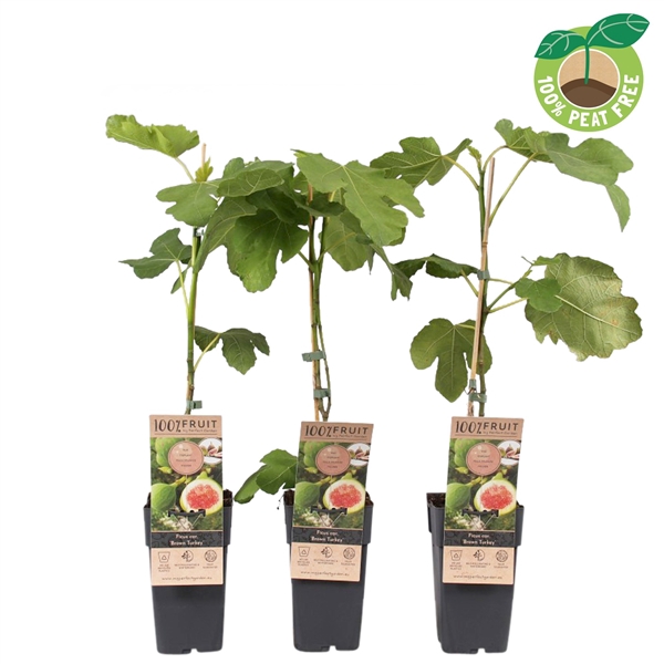 <h4>Ficus carica 'Brown Turkey'</h4>