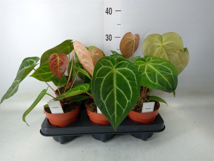 <h4>Anthurium   ...</h4>