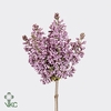 SYRINGA DARK KOSTER 2 KOP