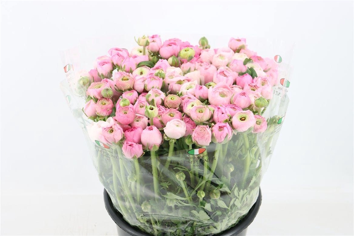 <h4>Ran Elegance Pink</h4>