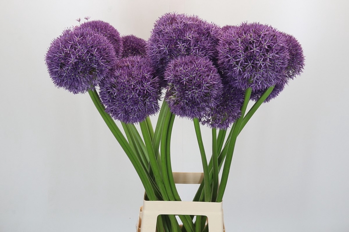 Allium Pinball Wizard