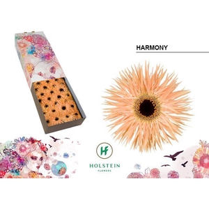 Gerbera Spider Harmony Doos
