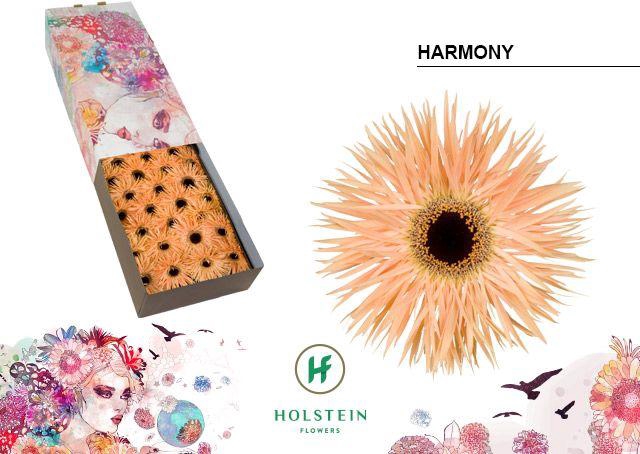 <h4>Gerbera Spider Harmony Doos</h4>