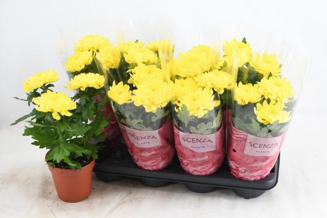 <h4>CHRYS SUPNOVA YELLOW</h4>