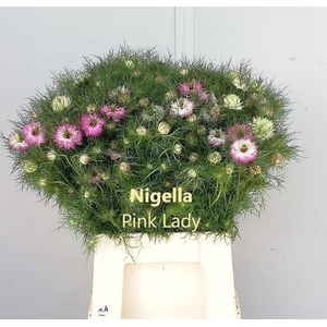 NIGE D OV ROZE BS