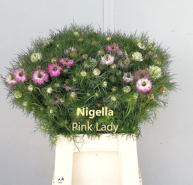<h4>NIGE D OV ROZE BS</h4>