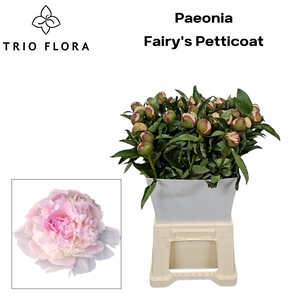 PAEO L FAIRY PETTICO Kraag