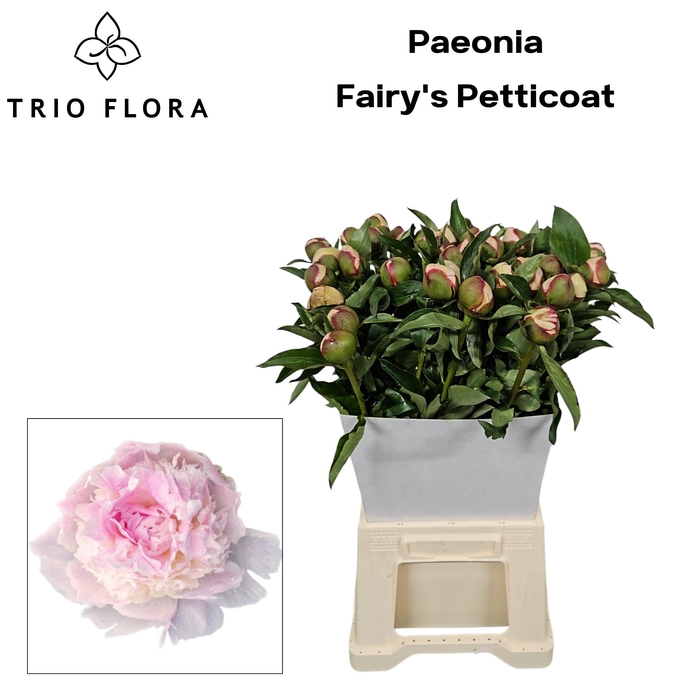 <h4>PAEO L FAIRY PETTICO Kraag</h4>