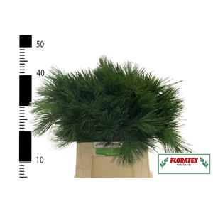 PINUS STROBUS