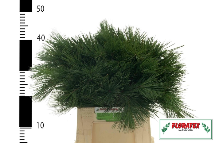 <h4>PINUS STROBUS</h4>