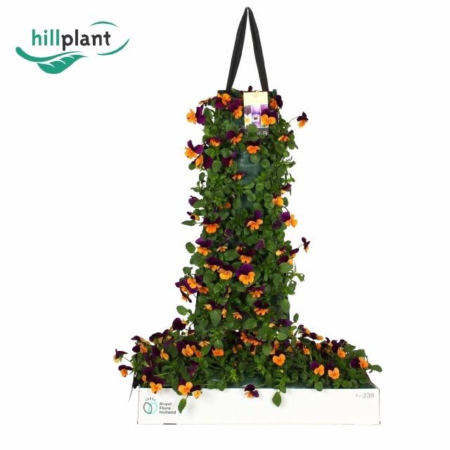 <h4>VIO CO EM OR PU WING</h4>