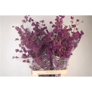Callicarpa Bod Profusion