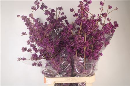 <h4>Callicarpa Bod Profusion</h4>
