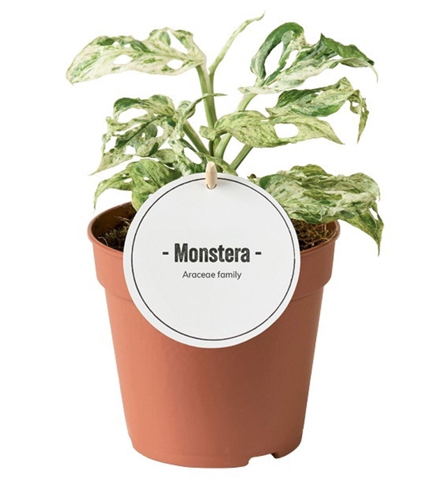 Monstera