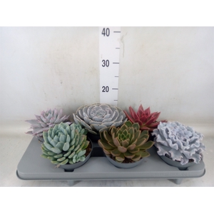 Echeveria   ...mix