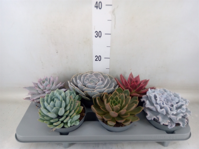 <h4>Echeveria   ...mix</h4>