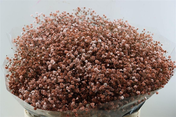 <h4>Gyps Pa. Barista</h4>