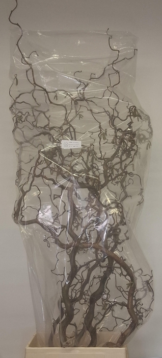 <h4>CORYL AV CONTORTA</h4>