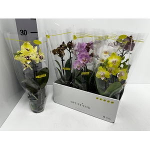 Phalaenopsis MF mix 7Ø 25cm 2st 10fl
