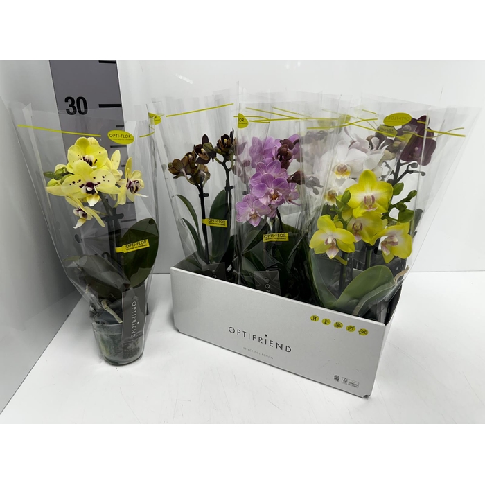<h4>Phalaenopsis MF mix 7Ø 25cm 2st 10fl</h4>