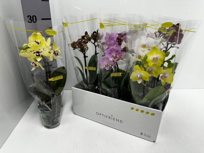 Phalaenopsis MF mix 7Ø 25cm 2st 10fl