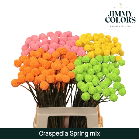 Craspedia L60 Klbh. Spring Mix
