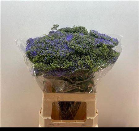 <h4>Trach Blue Shine</h4>