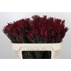 Leucadendron Blush Spray