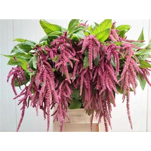 AMAR CA RED CORD