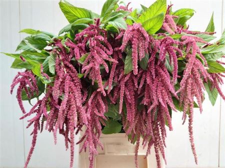 AMAR CA RED CORD