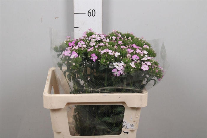 <h4>Di Barb Am Rose</h4>