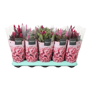Celosia 'Magic' mix with sleeve | Decorum