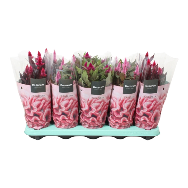 <h4>Celosia 'Magic' mix with sleeve | Decorum</h4>
