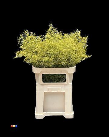 <h4>Limonium Yellow</h4>