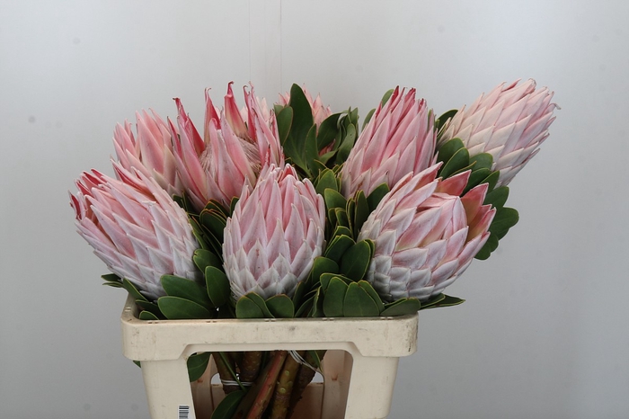 Protea Cynaroides