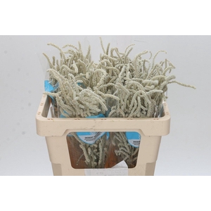 Amaranthus Yearming Desert