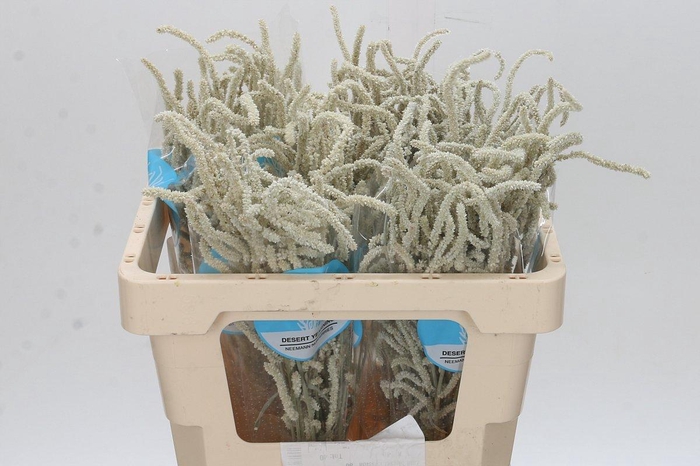 Amaranthus Yearming Desert