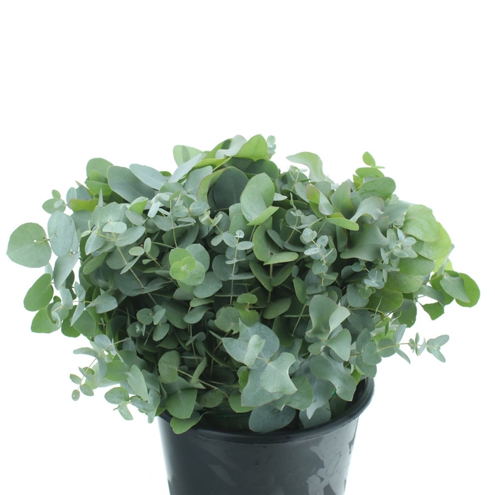 <h4>Euca Cinerea Corta 150gram</h4>