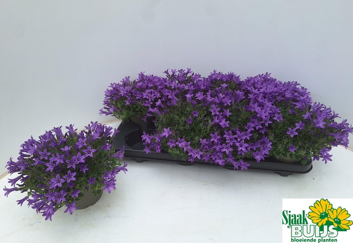 <h4>CAMP POR KRIS</h4>