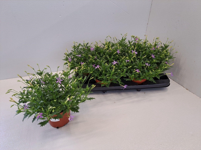 <h4>ISOT A BLUE STAR</h4>