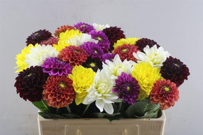 <h4>Dahlia Gem In Bos</h4>
