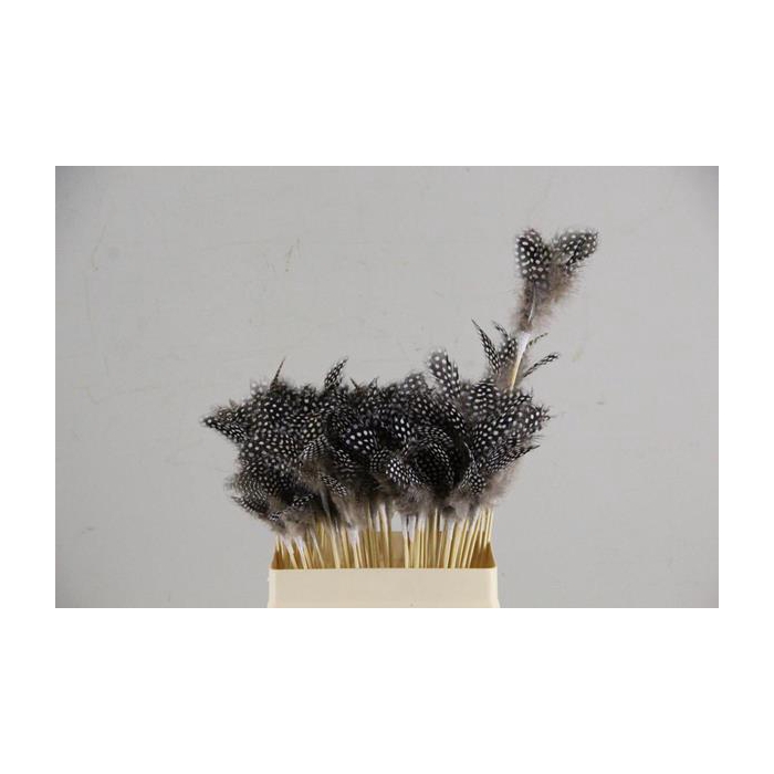 <h4>Stick Feather 8-12cm Quail Nat</h4>