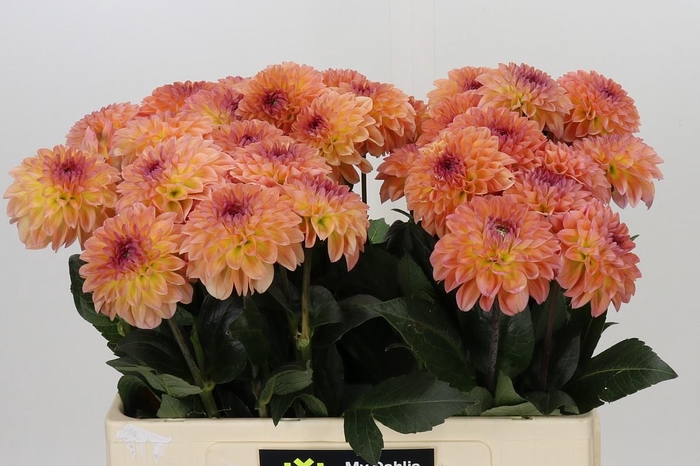 <h4>Dahlia Chanel</h4>