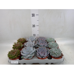 Echeveria   ...mix